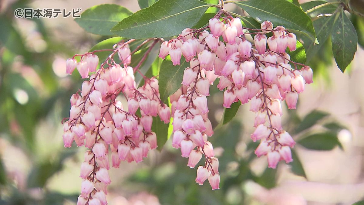 「春だなぁ」　春の訪れを感じる“アセビ”の花が見頃　鳥取県鳥取市