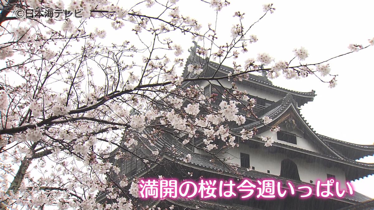 ソメイヨシノが満開　雨が降る中、桜の名所・松江城では散策する人の姿も　島根県松江市