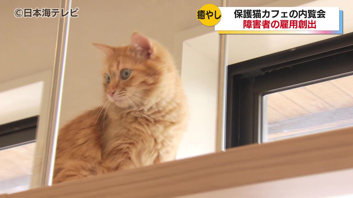 地域住民の新たな癒やしスポットへ　保護猫カフェの内覧会　島根県松江市