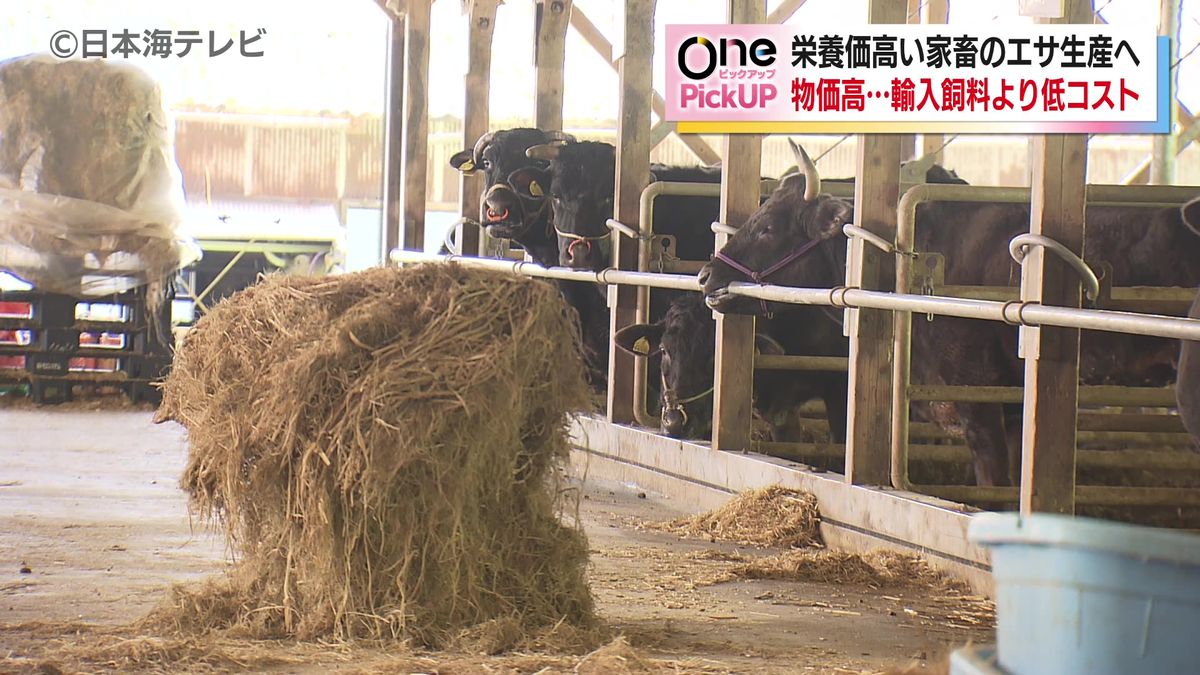 完全混合飼料「TMR」栄養価の高い家畜のエサを作る施設が雲南市で稼働開始 導入費用は約1億円 飼料コスト抑制・梱包効率向上・栄養価増加の効果に ...