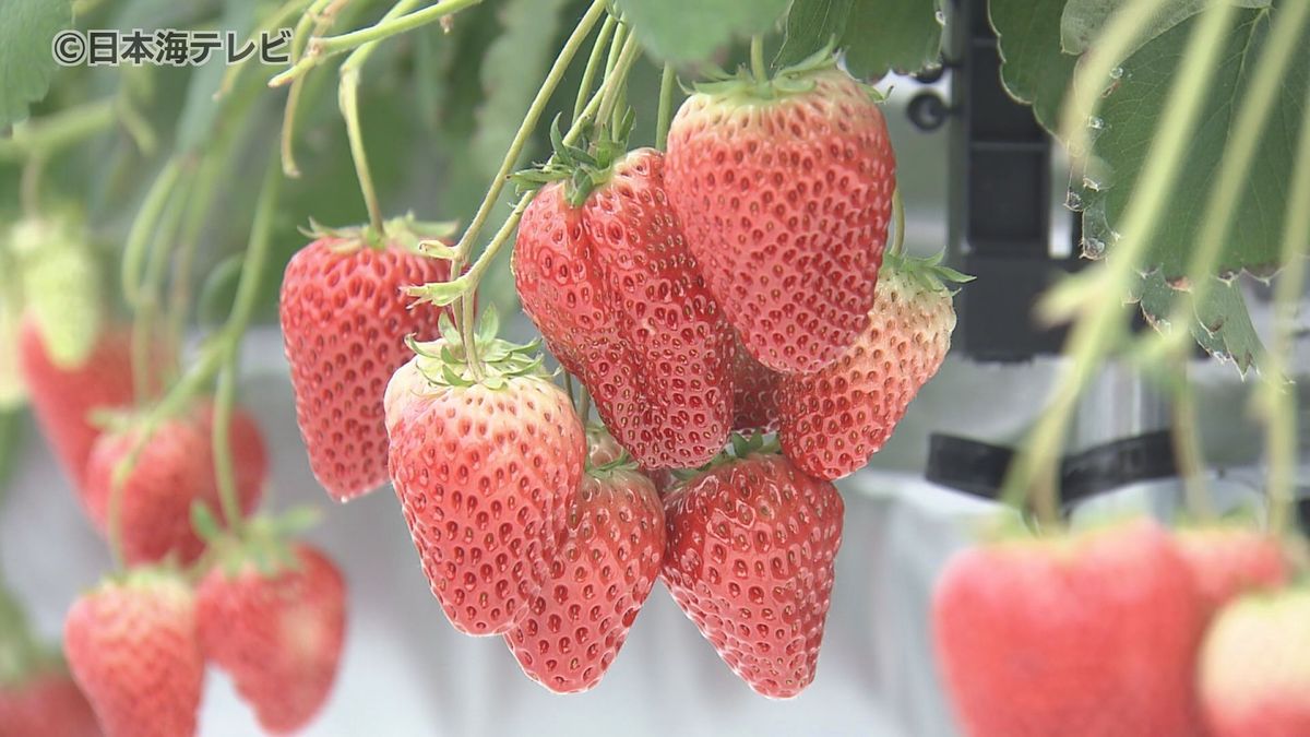 巨大なイチゴ農園がオープン　”1万3500株”のイチゴを栽培し、団体客の集客目指す　島根県安来市