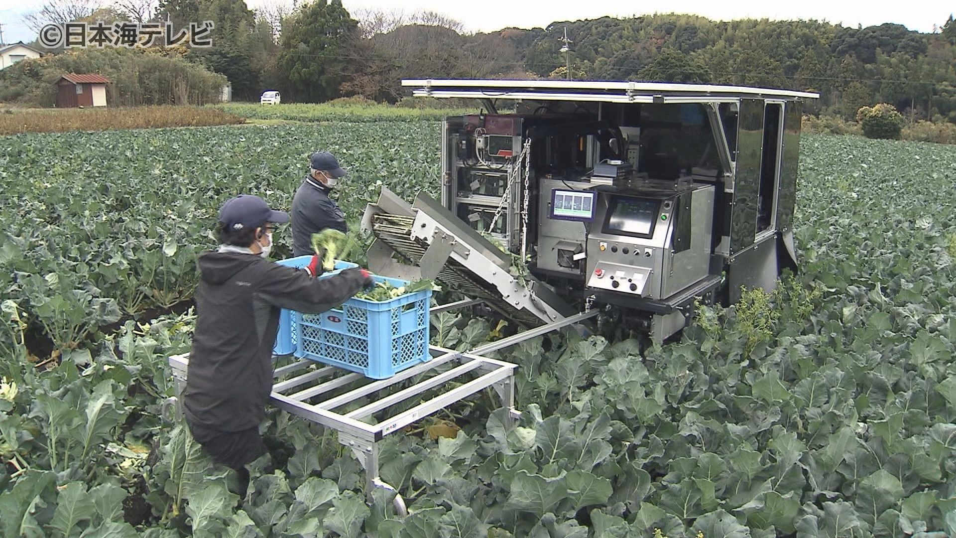 ブランド品“大山ブロッコリー” AI機能を活かした収穫機に注目集まる 実演会開催 鳥取県大山町（2023年12月14日掲載）｜日本海テレビNEWS  NNN