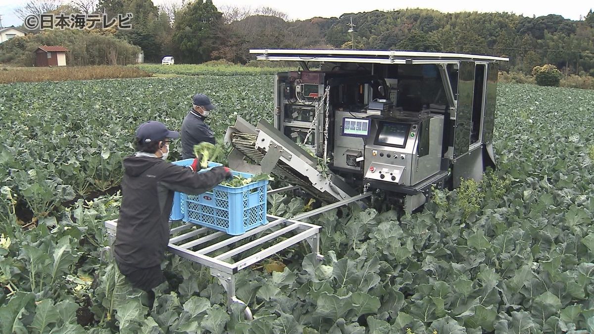 ブランド品“大山ブロッコリー”　AI機能を活かした収穫機に注目集まる　実演会開催　鳥取県大山町