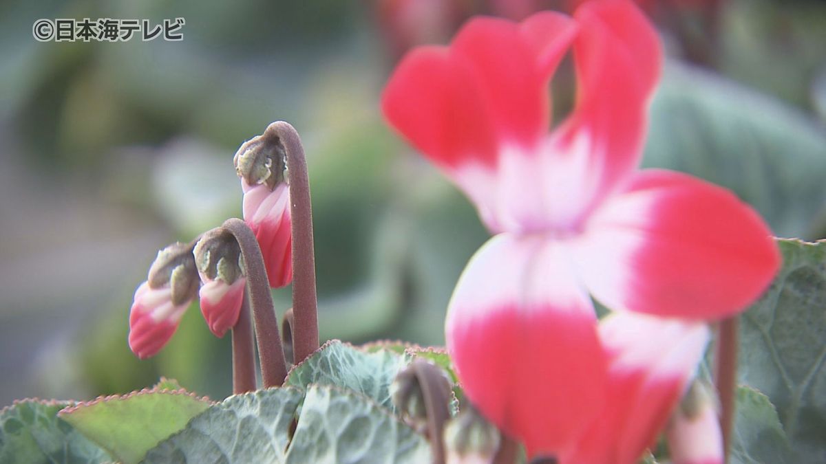 花の周期に乱れ発生　11月の温暖気候が影響　1か月半も早く開花する花も...　島根県出雲市