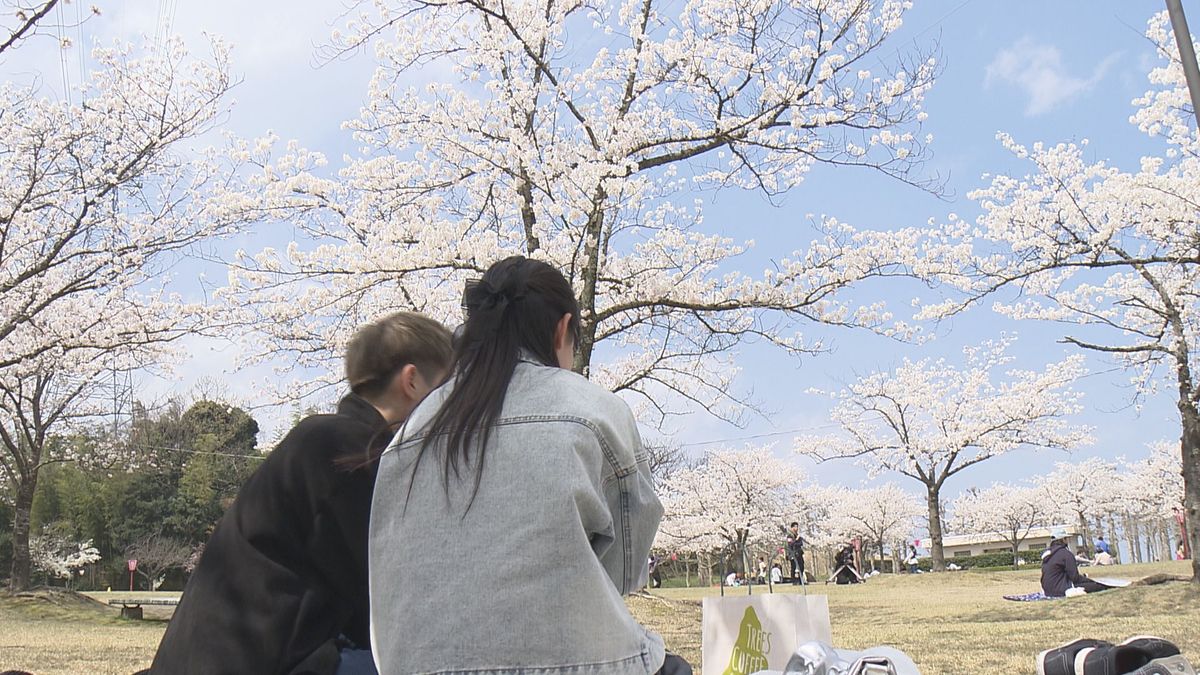 青空と満開の桜で絶好のお花見日和に　因幡千本桜「桜の園」に多くの花見客が訪れる　鳥取県鳥取市
