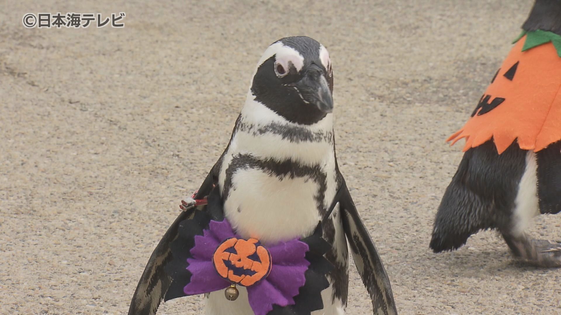 本当かわいい」 ハロウィーン仕様の衣装を身に着けたペンギンがお散歩 島根県松江市（2024年10月30日掲載）｜日本海テレビNEWS NNN