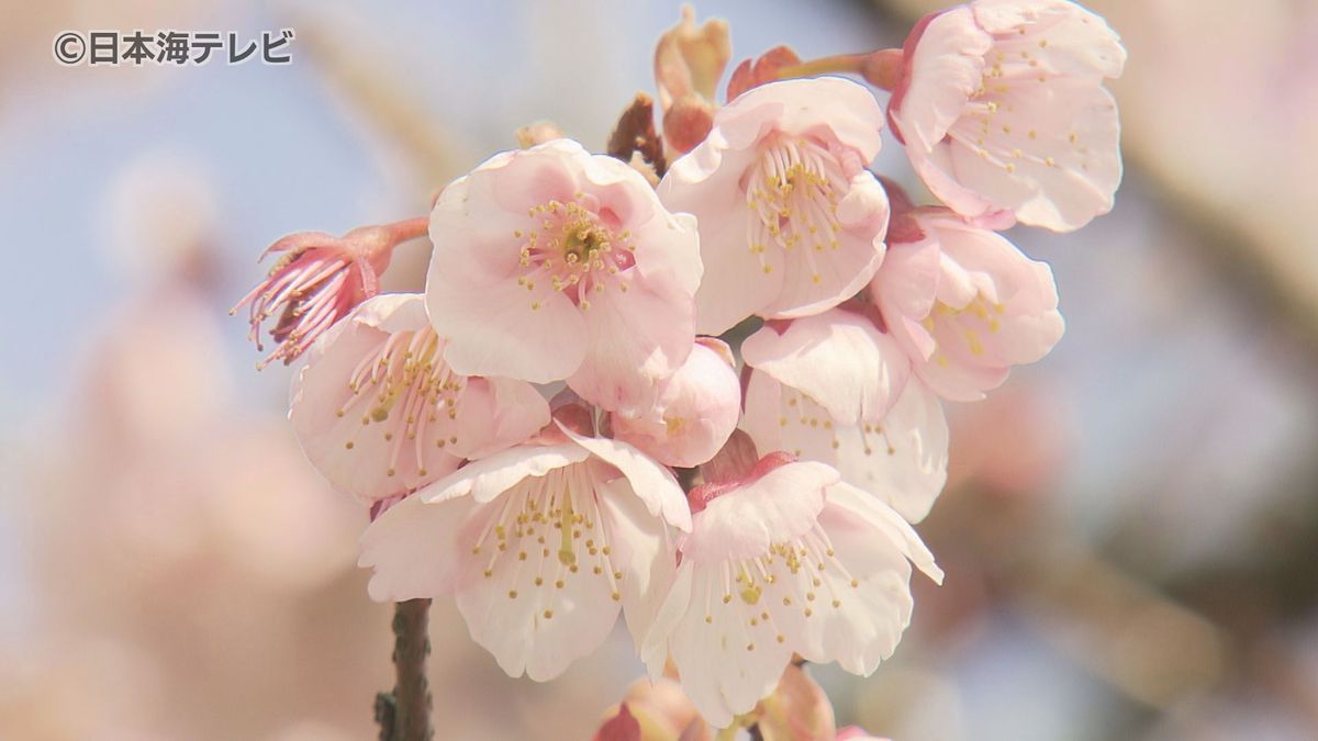 桜が見ごろ！？　”寒桜“がまもなく満開　「立派な桜で誇らしい」　鳥取県鳥取市青谷町