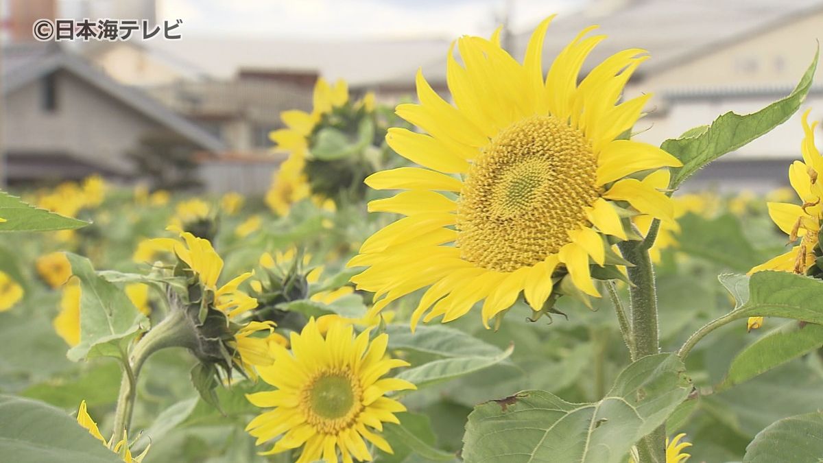 冬なのに見頃！？　夏の代表的な花「ヒマワリ」　英語では「サンフラワー」と呼ばれているが…実は冬でも咲く花だった！