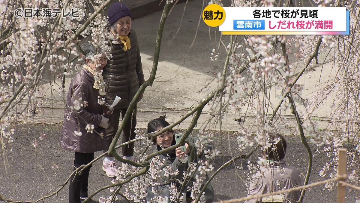 空から降り注ぐようにして咲く満開の桜　約30年前からこの桜を目当てに多くの人が訪れる民家の花見スポット　今年も多くの人が訪れる　島根県雲南市