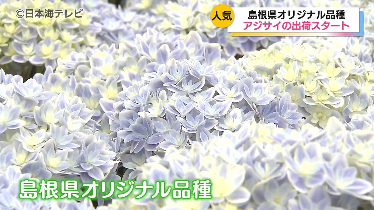 母の日のプレゼントとしても人気の高いアジサイ　島根県のオリジナル品種6種類の出荷始まる　出雲市斐川町