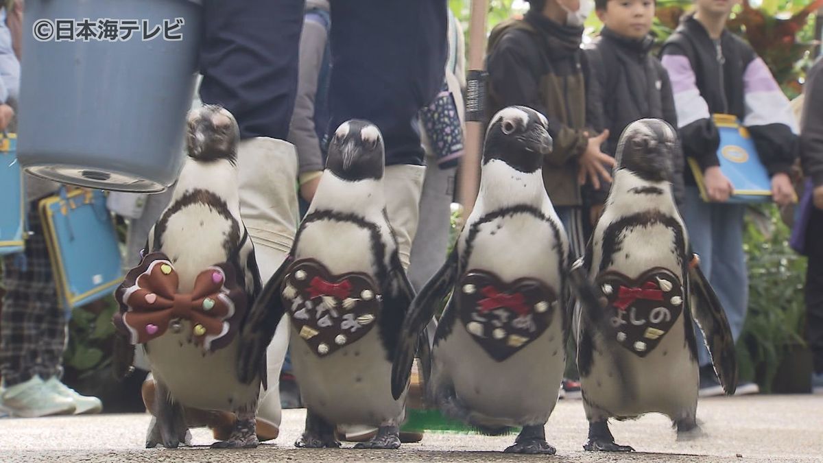 チョコチョコと練り歩くバレンタイン仕様のペンギンが登場　子どもたち向けのクイズも出題されペンギンへの理解も深まる　島根県・松江フォーゲルパーク