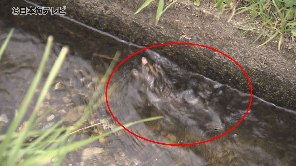 あの小動物が用水路にまさかの転落？　発見後すぐ近くの棒で無事救出　鳥取県日野町