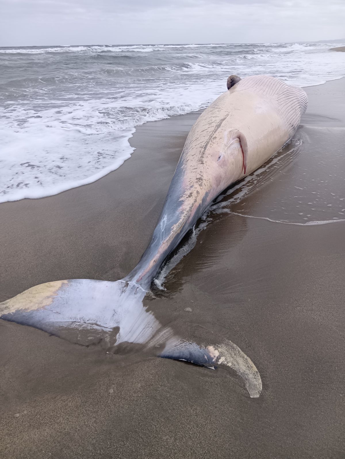 くじら 海岸にクジラが漂着 発見されたときにはすでに死んでいる状態 鳥取県北