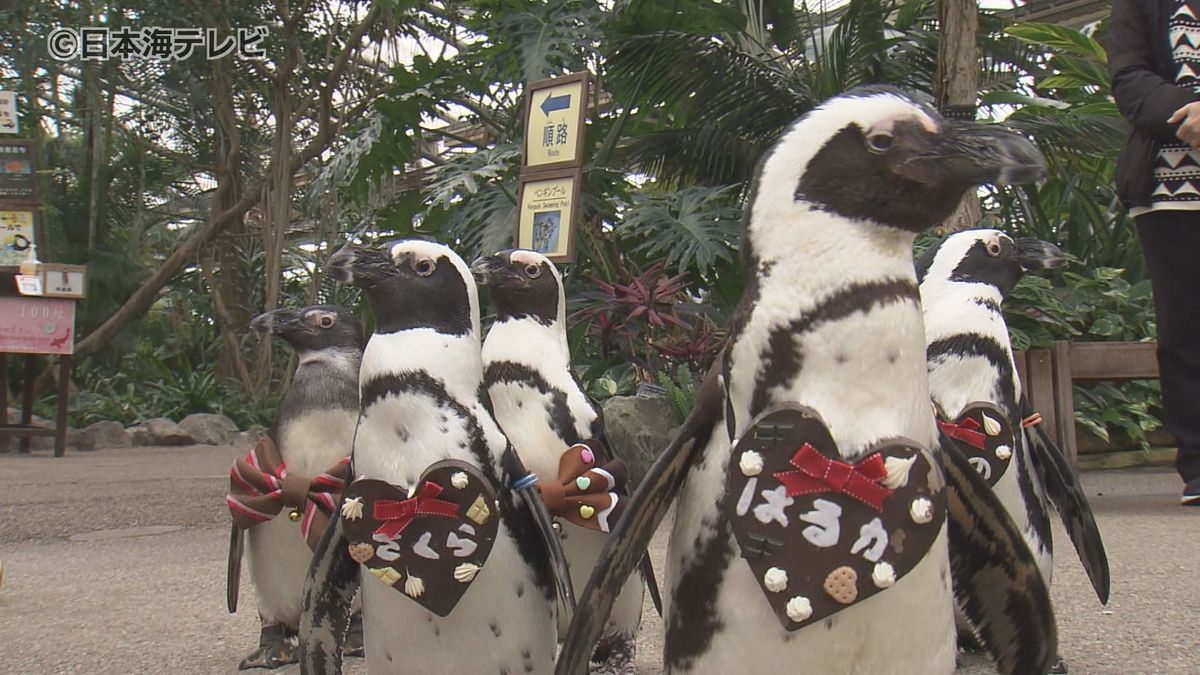 かわいい＋かわいい！　バレンタインデーにペンギンがバレンタインの装い　島根県松江市