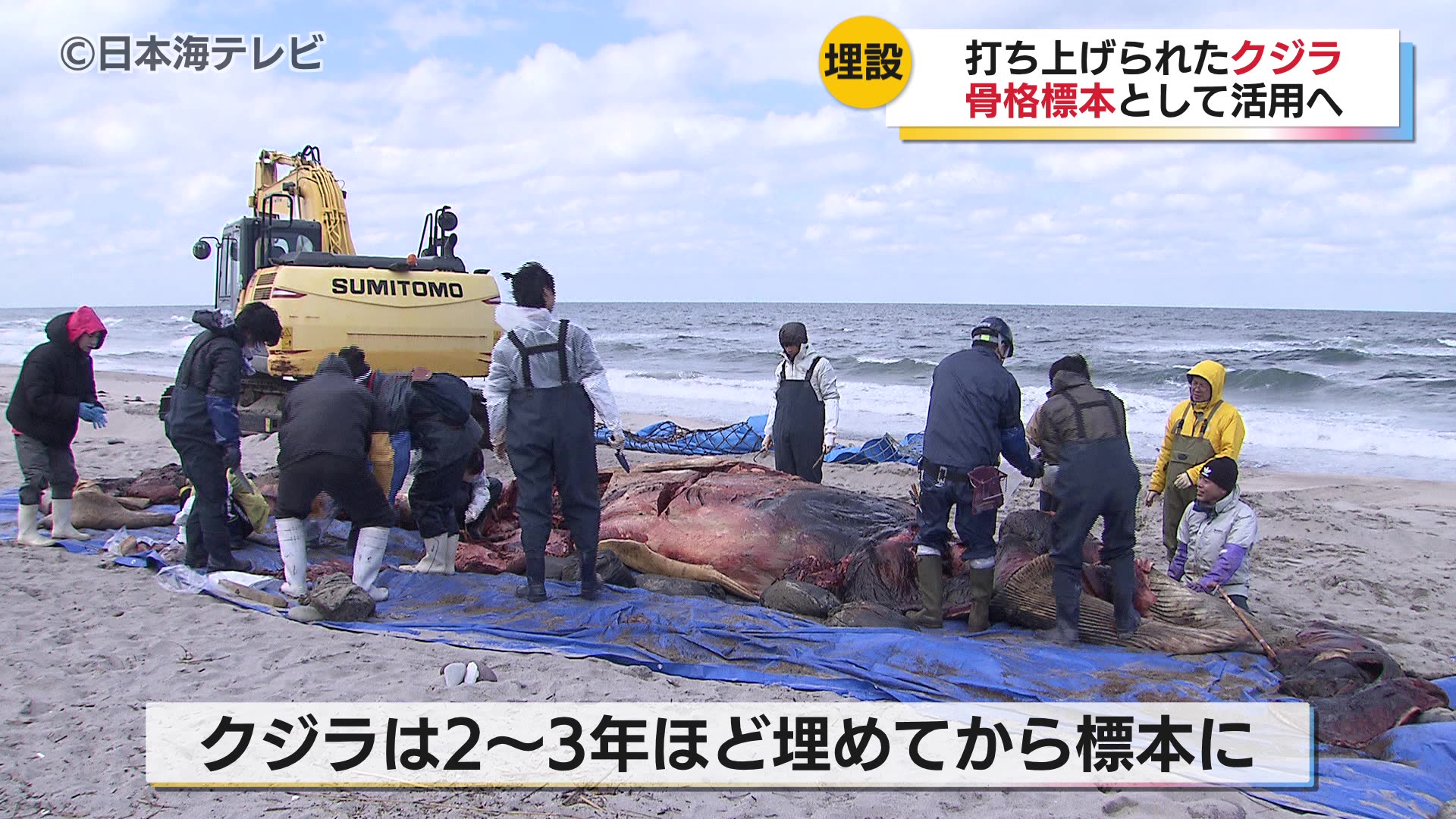クジラの骨　引取のみ 海岸に打ち上げられたクジラが骨格標本として活用されることが決定