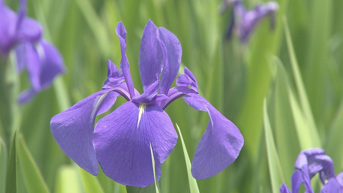 初夏の訪れを告げる花”カキツバタ”が見頃に　約1000本のカキツバタが咲き誇る　5月いっぱいは楽しめる予想　鳥取県岩美町