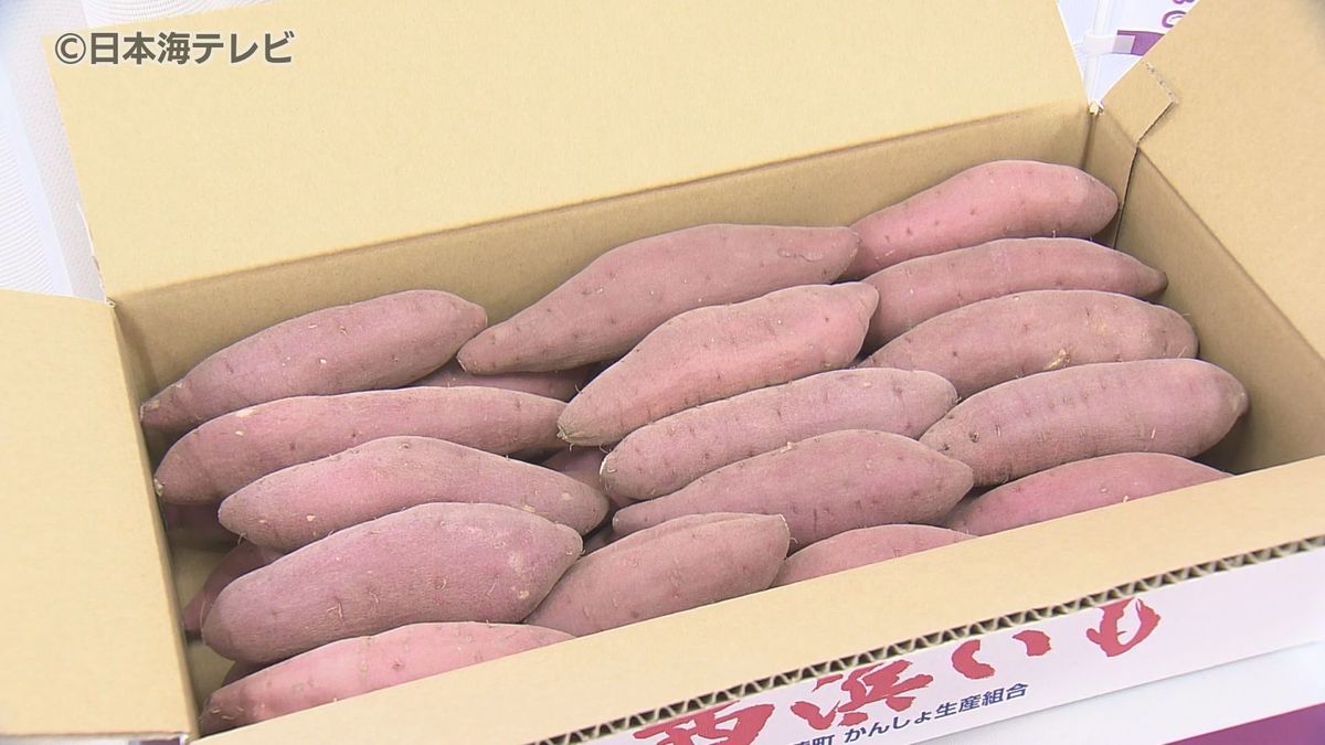 秋の味覚・ブランドサツマイモ「西浜いも」が初出荷　猛暑影響も例年通りの仕上がりに生産者も安心　島根県出雲市