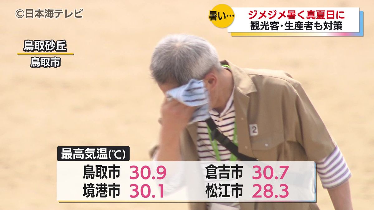 鳥取市などで30℃を超える真夏日　特産らっきょうの収穫作業でも暑さ対策　7日も真夏日となる予想　十分な対策を　鳥取県鳥取市