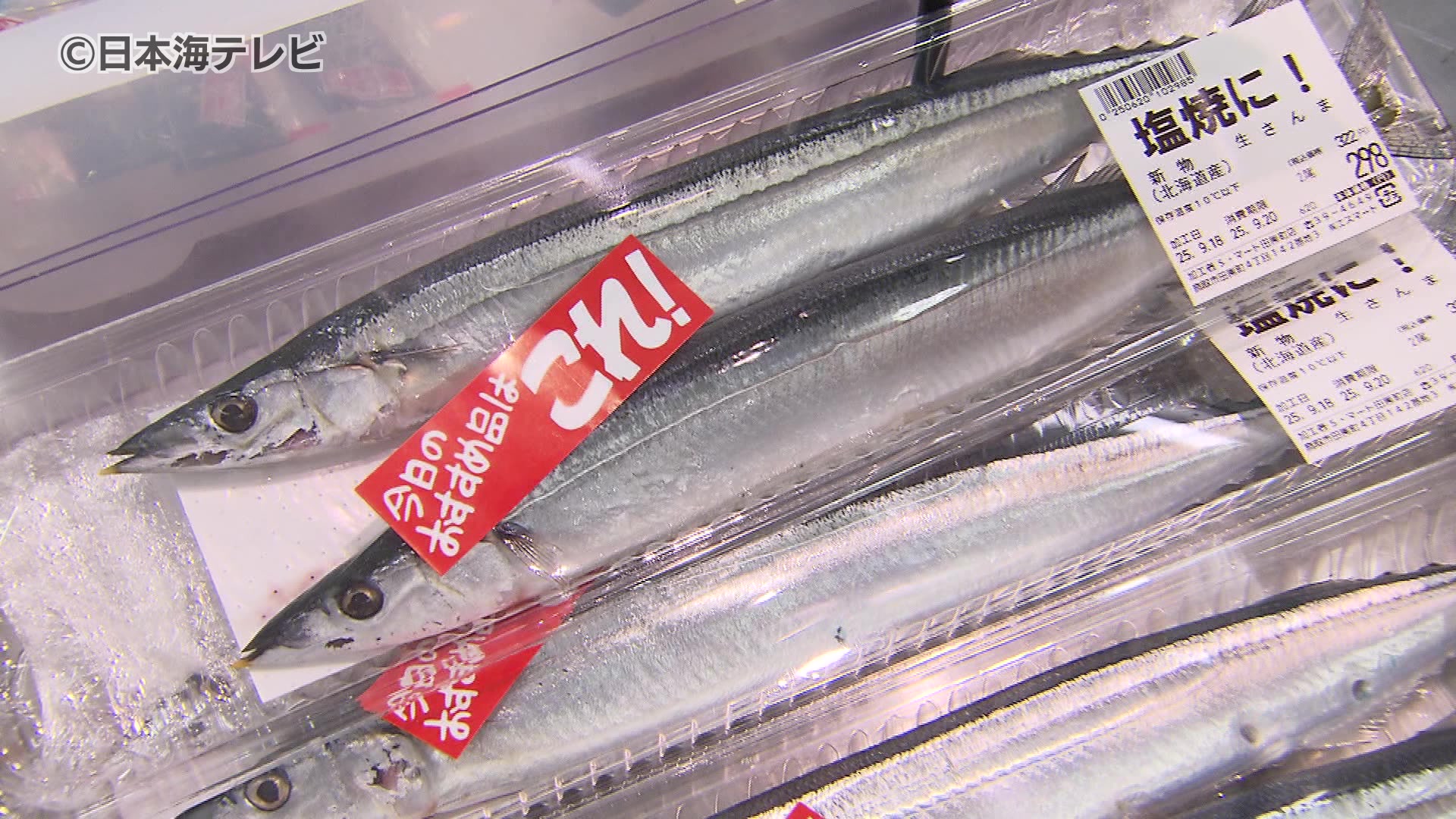 秋の味覚「サンマ」 漁獲量が去年の3.7倍で価格低下 脂ノリ抜群で今が