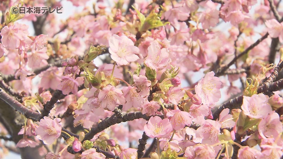 少しずつ“春の足音”が　早咲きの「河津桜」が見頃　島根県松江市