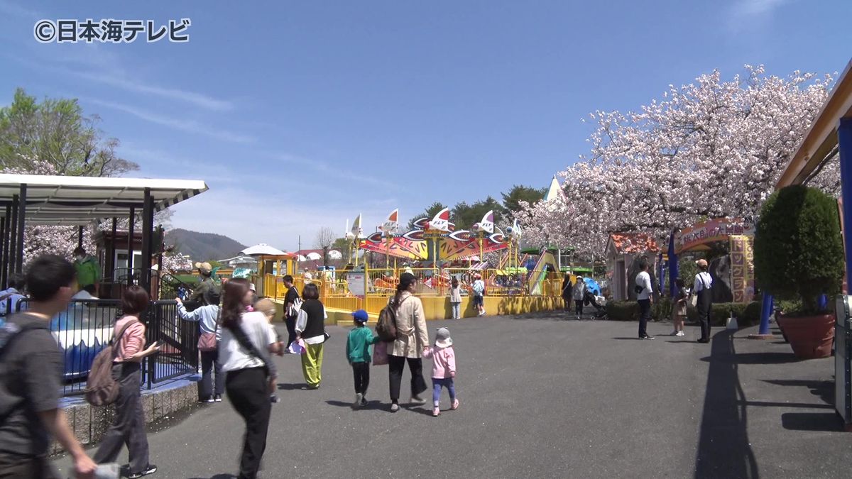 遅咲きの桜が見ごろ　ヒルゼン高原センターで桜まつりスタート　ゴールデンウイークの観光客でにぎわう