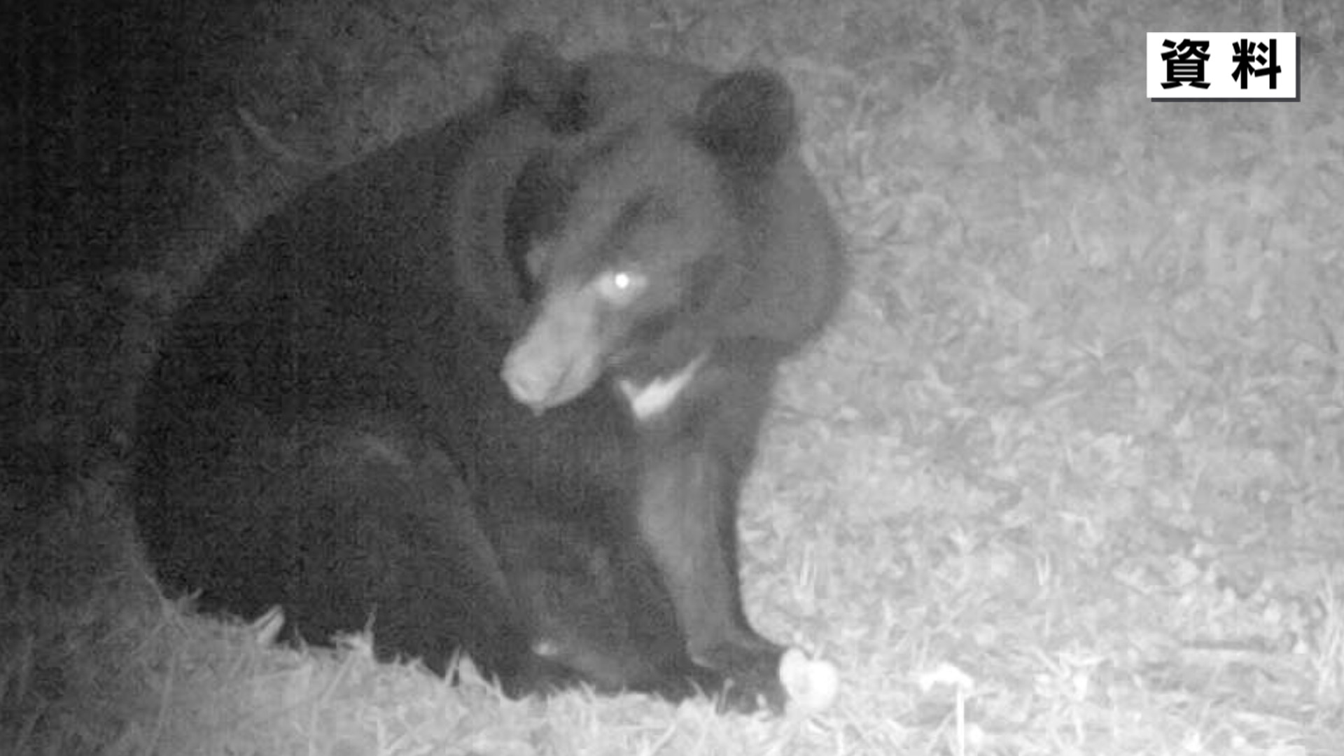 続報】益田市波田町 70代男性がゴミ出しに行った際にクマに襲われけが