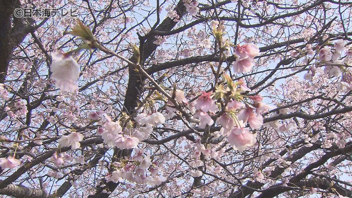「桜が見られるとは思わなくて、すごくうれしい」　青空の下“大寒桜”が開花　鳥取県
