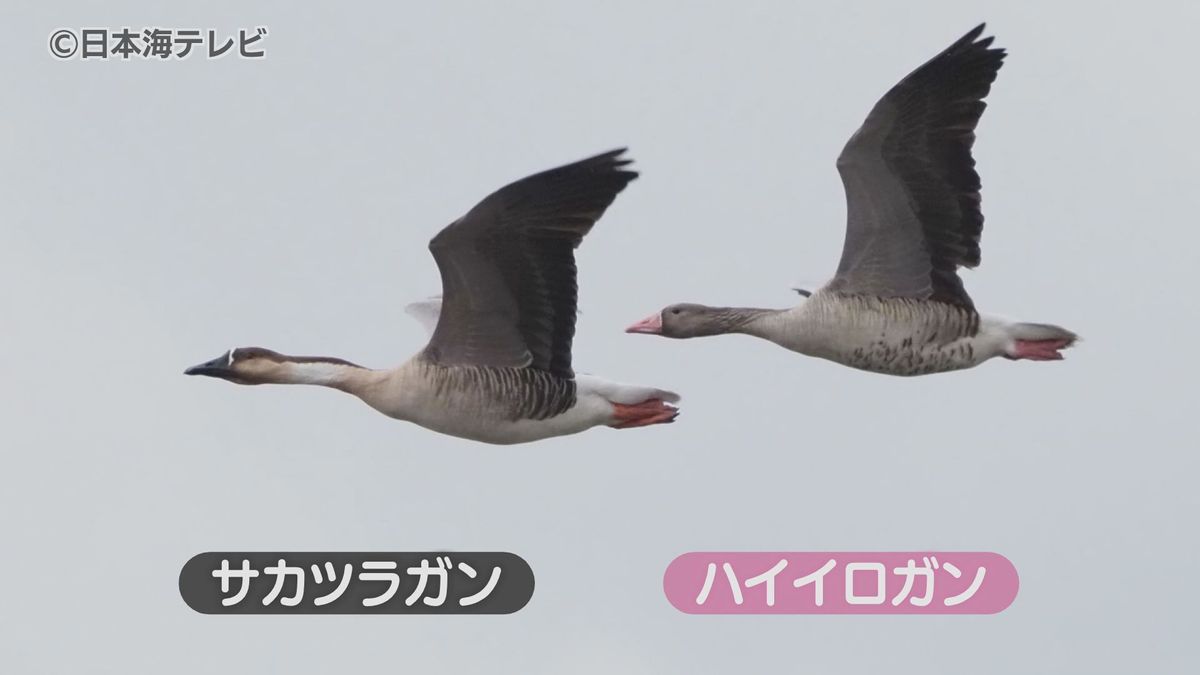滅多に見ることができない水鳥を37年ぶりに確認　「ハイイロガン」と「サカツラガン」　鳥取県米子市・米子水鳥公園