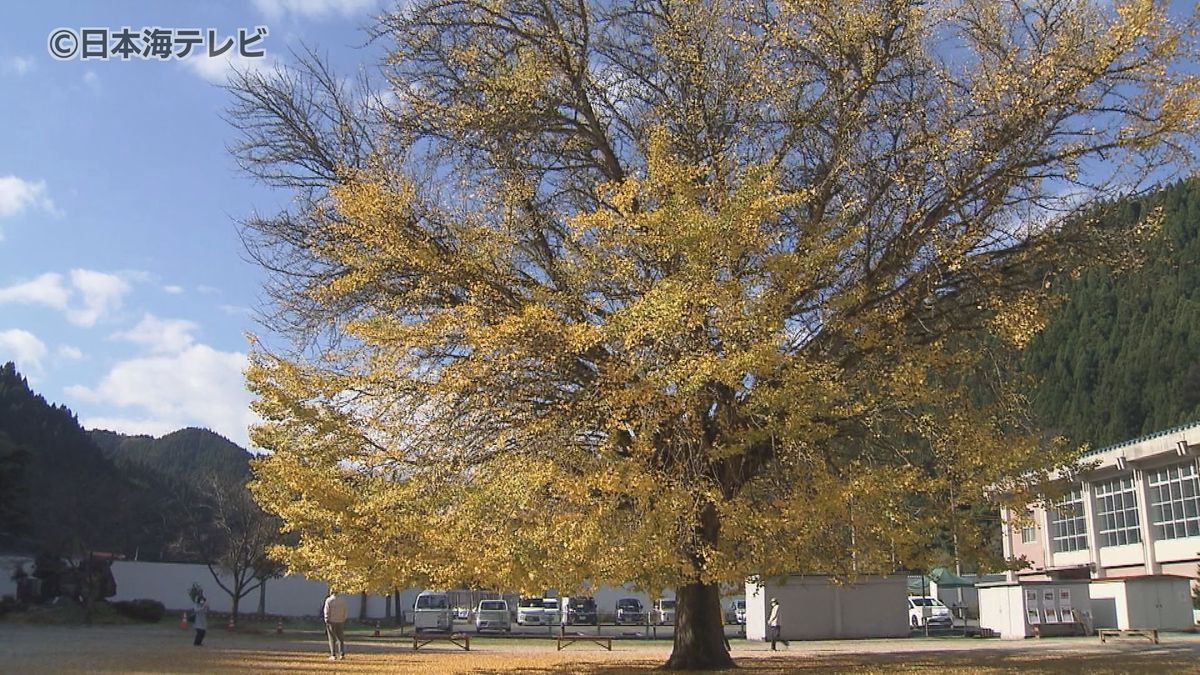 樹齢100年以上　大イチョウの落ち葉による“黄金のじゅうたん”　見頃を迎える　鳥取県日南町