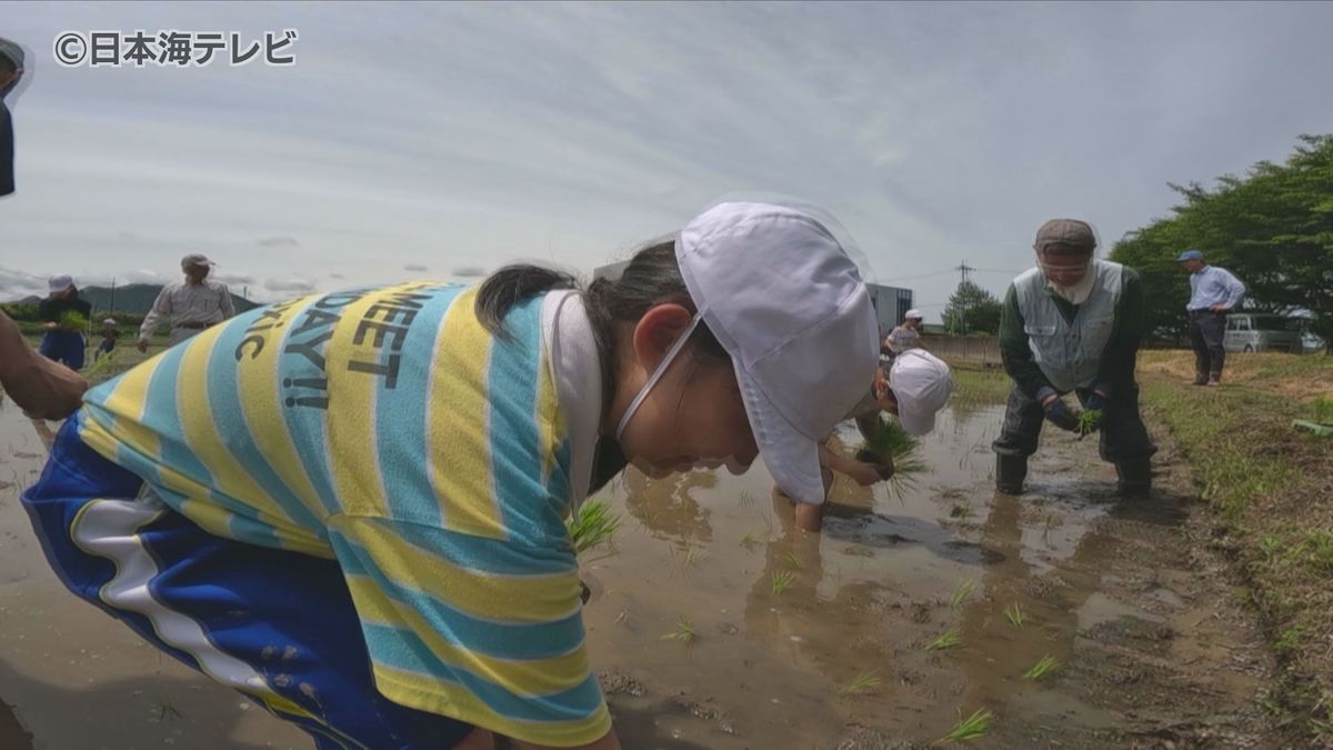 自分たちが食べる米の苗を自分たちで　小学生が田植えに初挑戦　島根県出雲市