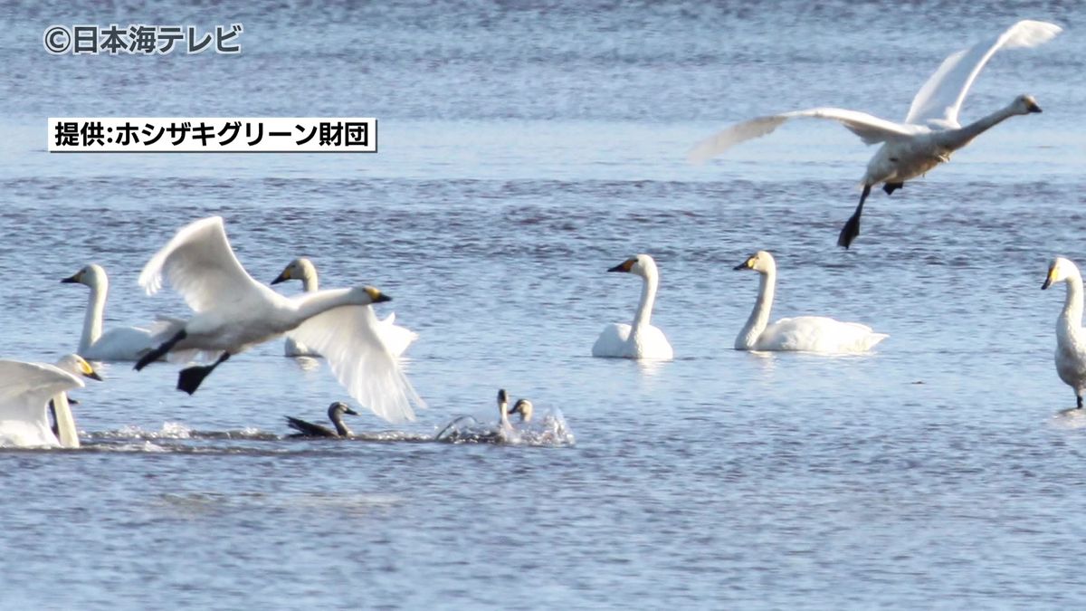 旅を終え羽を休めるコハクチョウの群れ　宍道湖西側にことし最初の飛来　島根県出雲市