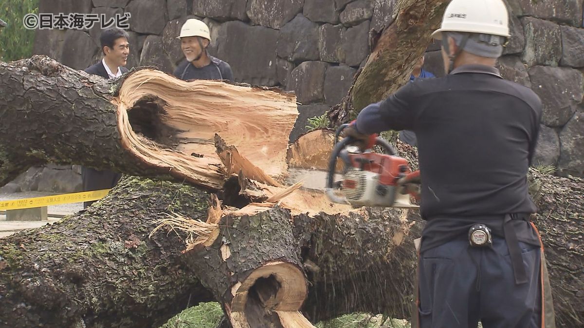 「ここまで腐っているという風には…」　大雨の中、根本付近から倒れた樹齢100年以上とみられる松の木　撤去作業で判明した木の状況とは？　島根県松江市