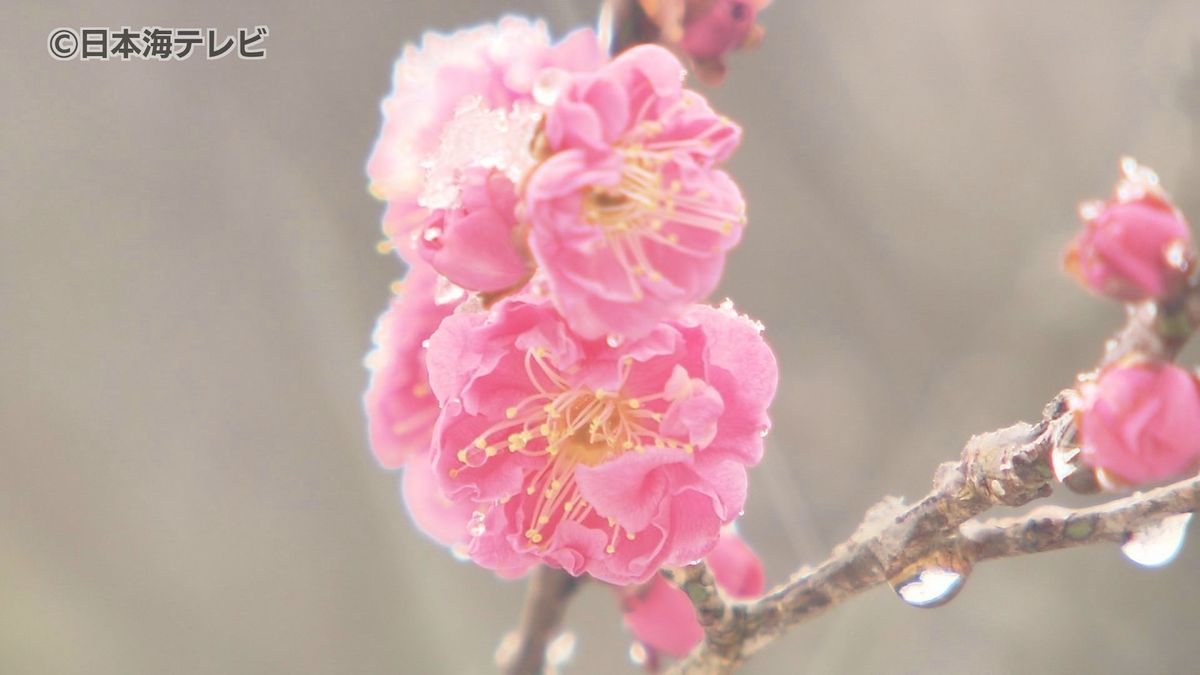 2月18日は「雨水」　梅が咲き始め、雪が降るなか一足早く春の雰囲気に　鳥取県米子市