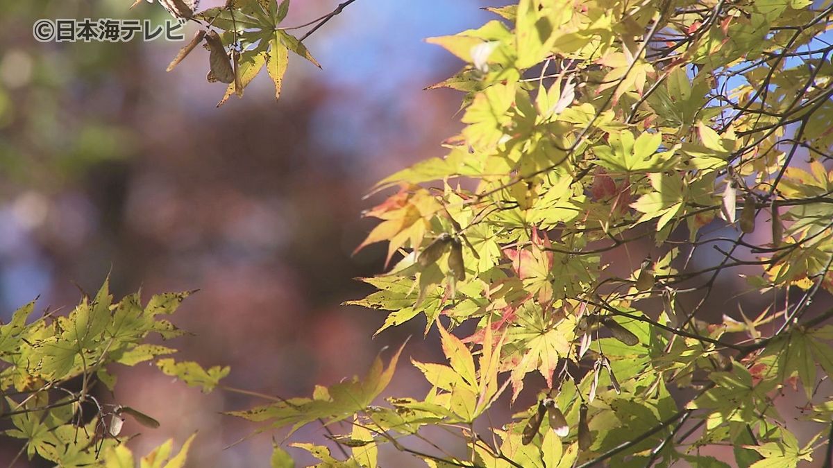 「ようやく秋の色づき」　池田家墓所　２週間遅れで紅葉が色づき始める　夜間にはライトアップも　鳥取県鳥取市