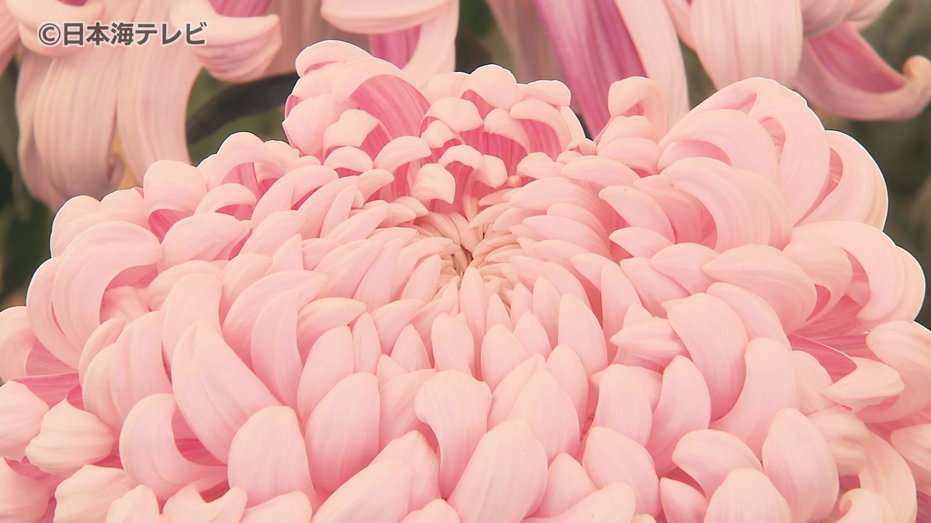 【菊祭り】“菊”の開花例年に比べ10日ほど遅れる　来場者「暖かったからね。でもすごいですよ良く育てられたと思って」　島根県出雲市