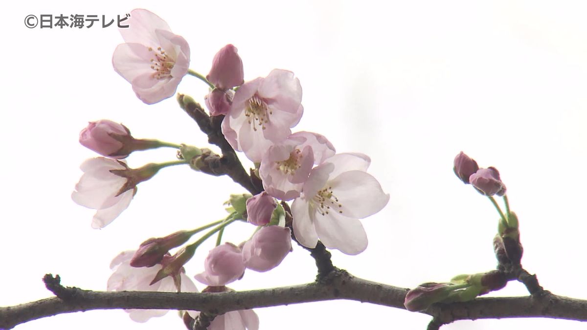 松江で桜の開花発表　ソメイヨシノの標本木で11輪の花の開花を確認　平年より1日早く、去年より8日遅い開花　島根県・松江地方気象台