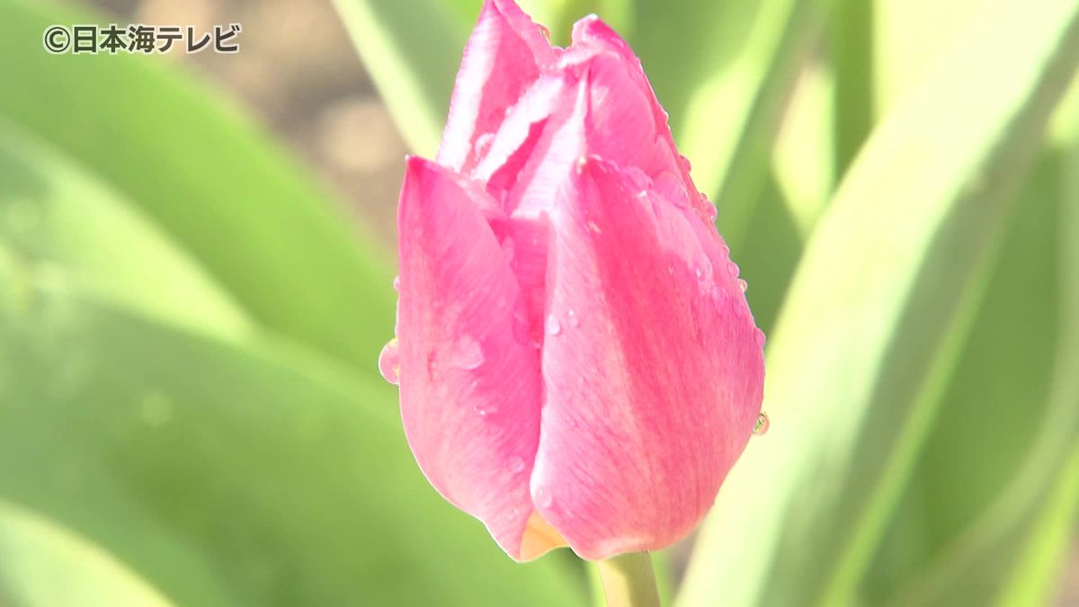 「こんな時期にチューリップが」冬咲きチューリップが見頃　「しまね花の郷」で約7500本が咲き誇り一足早い春の景色　島根県出雲市