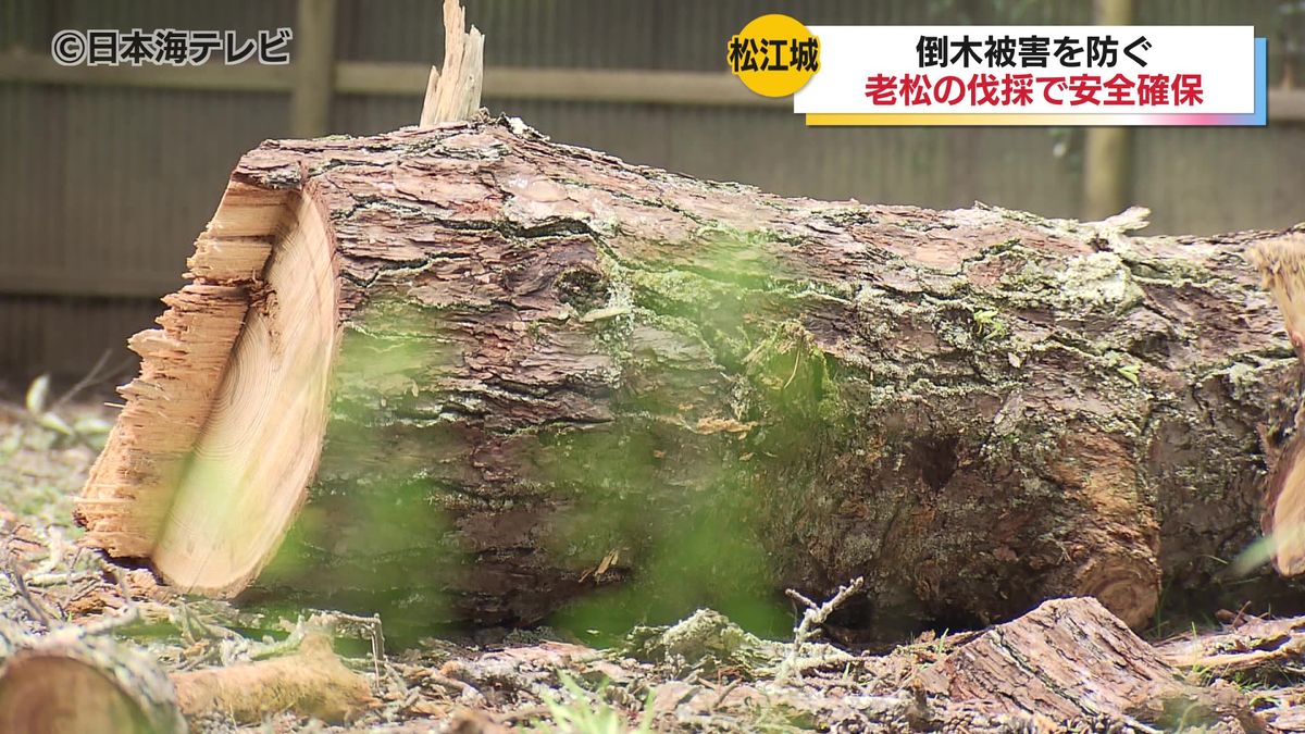 安全を守りつつ文化財としての価値も維持　松江城公園のクロマツを伐採　6月の大雨による倒木を受け樹木を緊急調査　島根県松江市