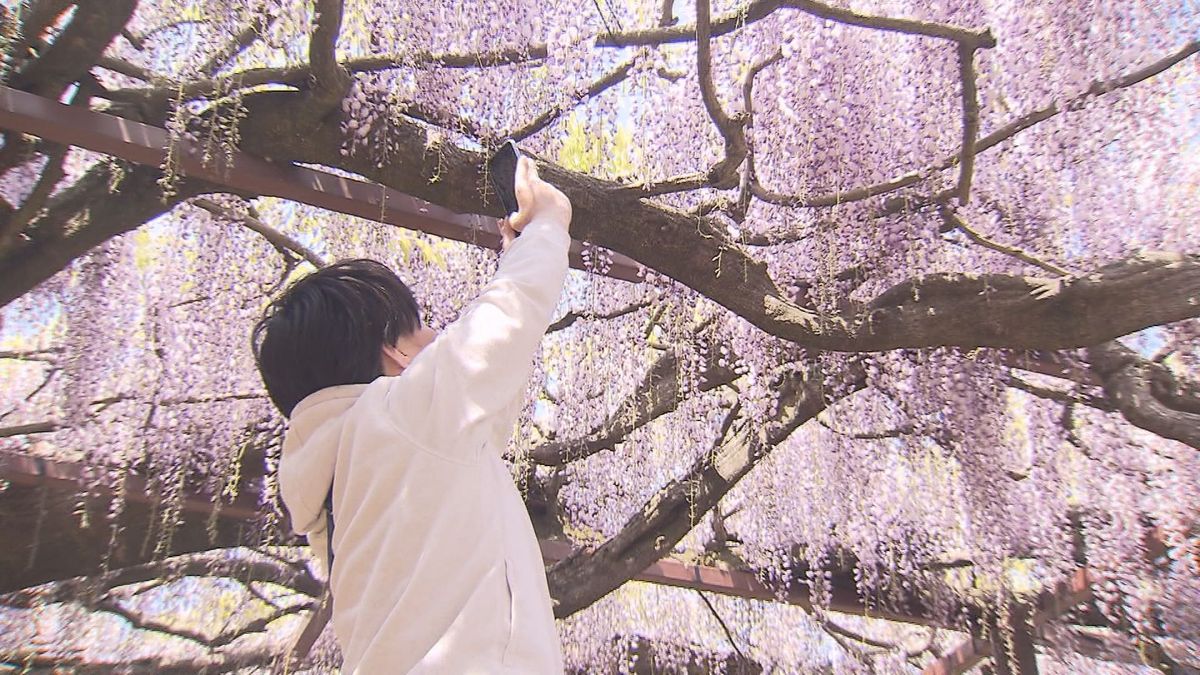 薄むらさき色の藤の花が満開　連日 多くの人で賑わう　鳥取県大山町