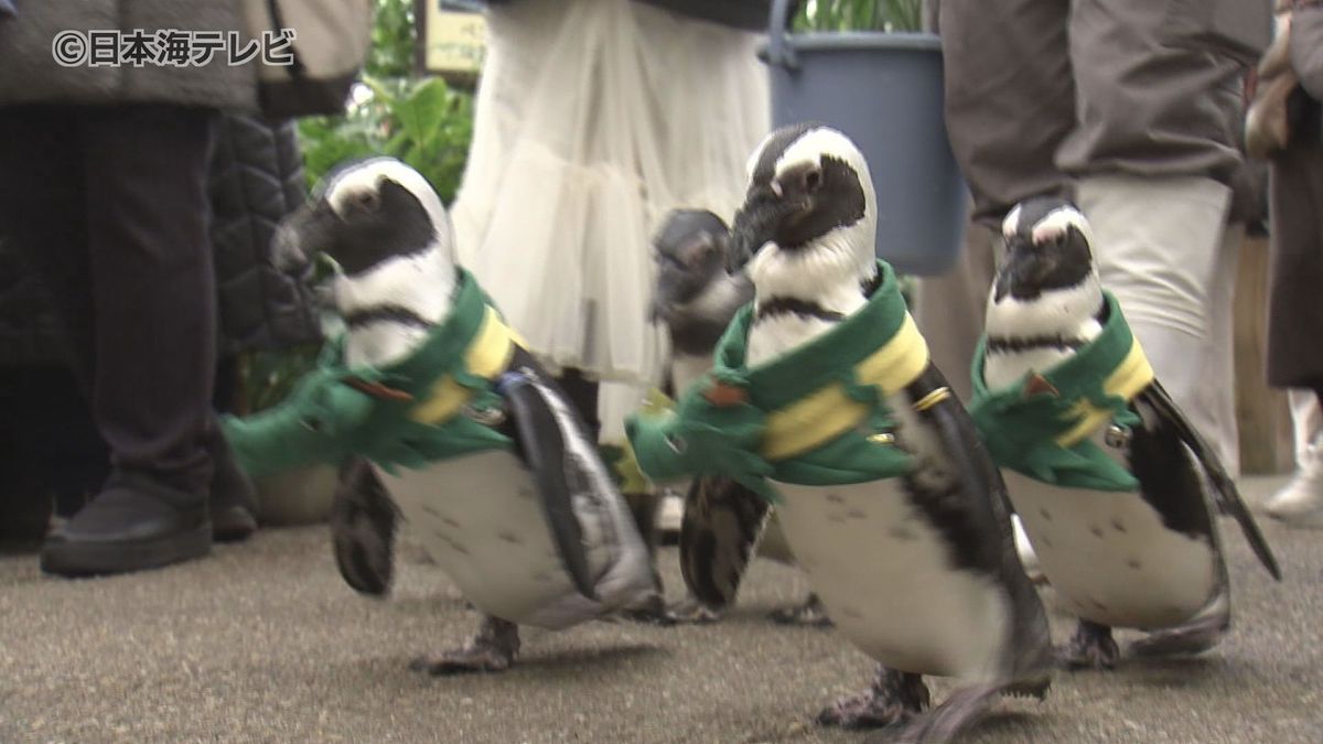 ペンギンの首元に“竜”！　2024年の干支「辰」のマフラーを身に着け　ペンギンお散歩　島根県松江市