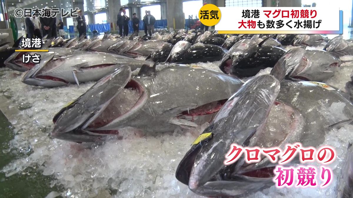 境港でクロマグロが初水揚げ　200キロ超えの大物も　鳥取県境港市