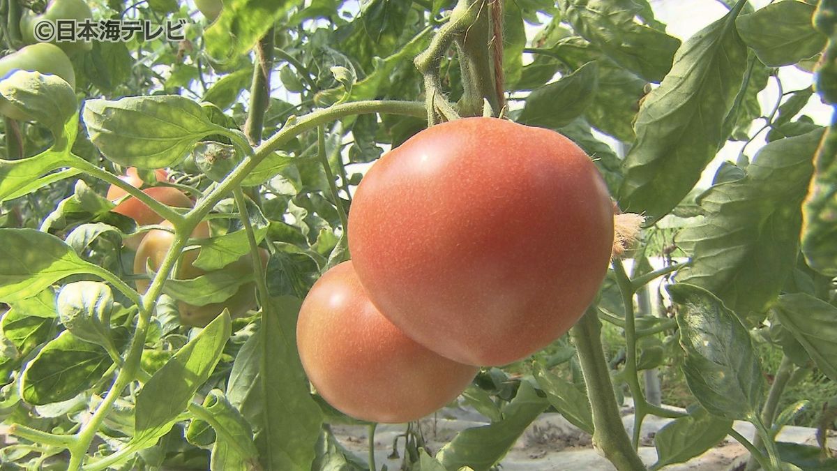 「2、3月の曇天に負けず本来のおいしいトマトに」　程よい酸味と糖度のバランスが整ったブランドトマト「大原トマト」出荷式　鳥取県倉吉市