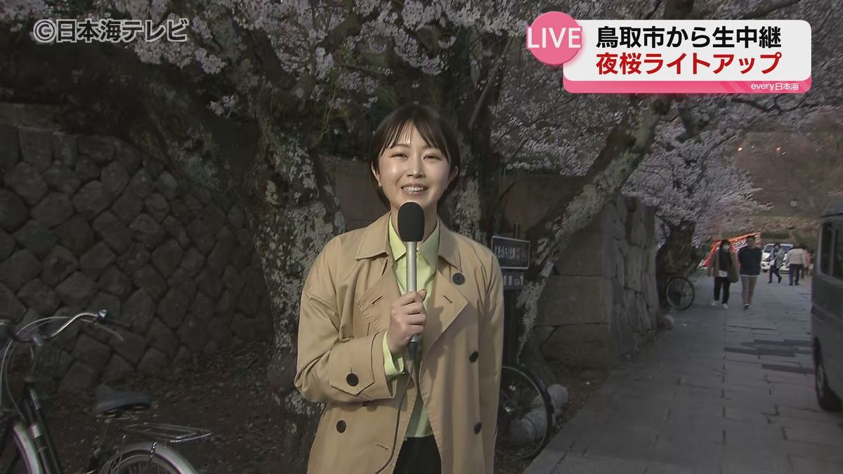 ここでしか見られない景色　夜桜と鳥取城跡のコラボレーション　久松公園で石垣のライトアップが開始　鳥取県鳥取市