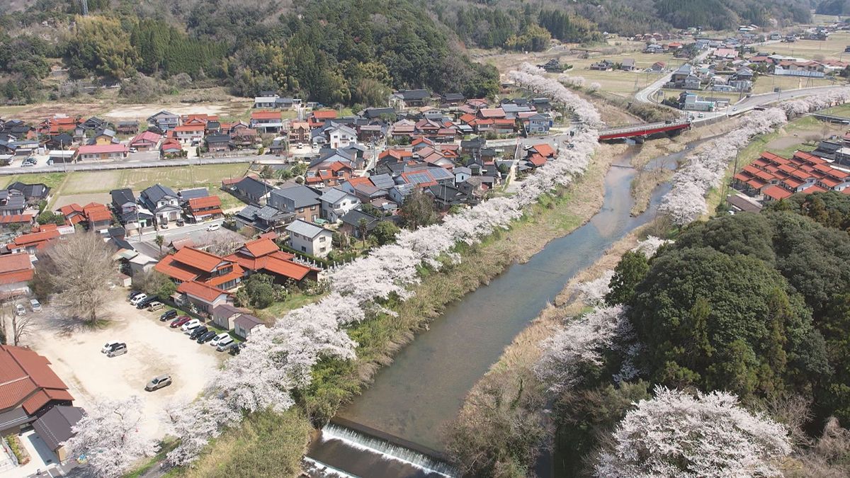 約5.5キロにわたる桜のトンネル　法勝寺川沿いの442本の桜が見頃を迎える　晴天のもと花見に訪れる人々も　鳥取県南部町