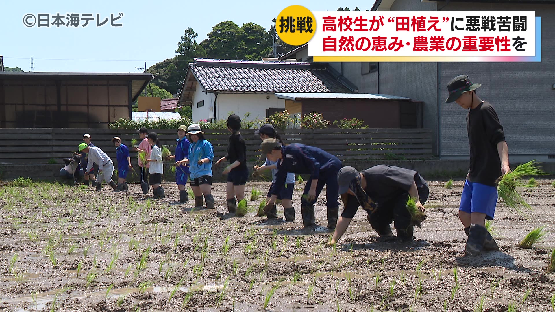 倉吉市の高校生が田植えを体験 地域の農家と協力し、鳥取県産ブランド