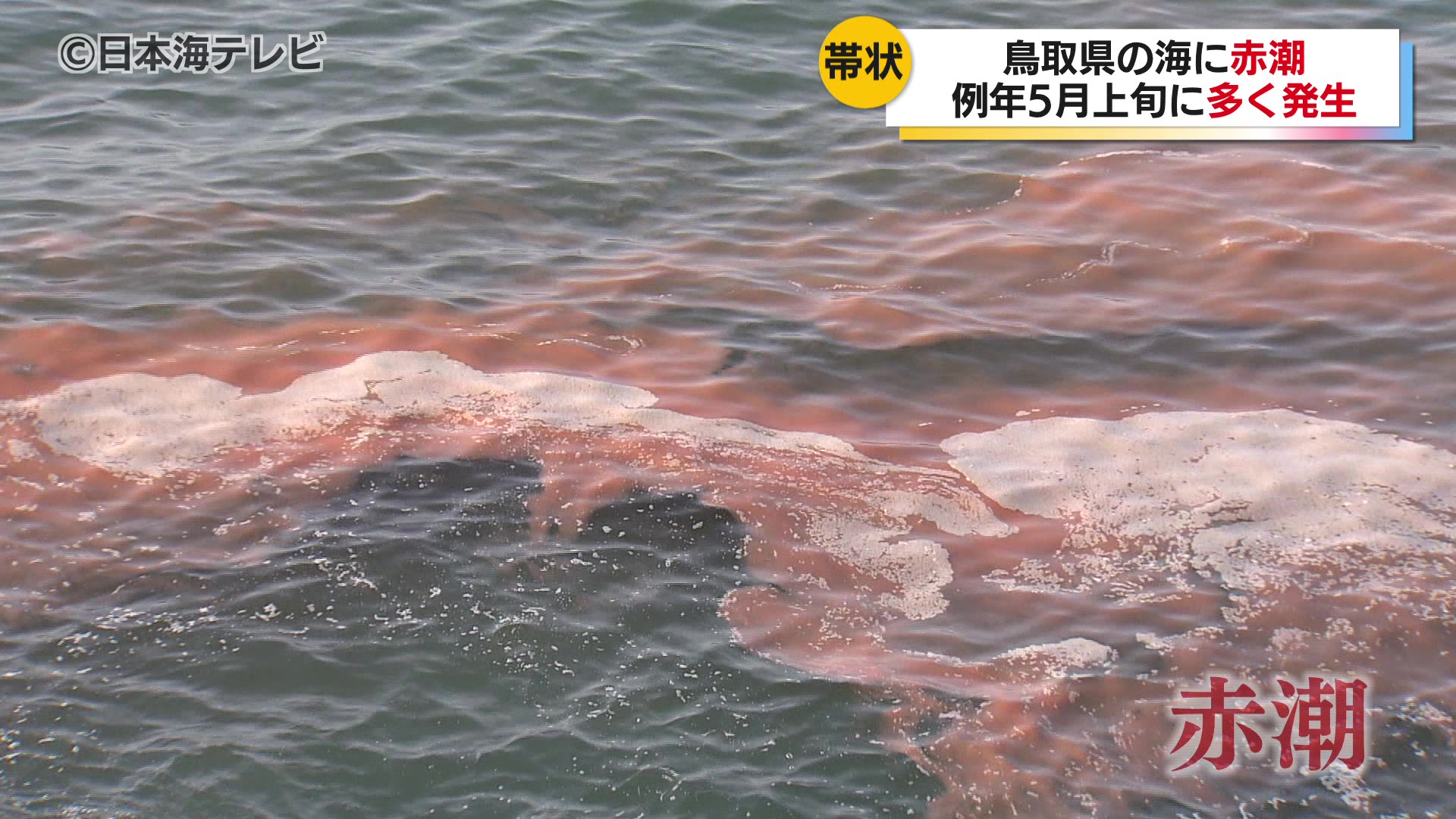 鳥取市の海岸で帯状の赤い筋が広がる赤潮発生 鳥取県（2025年5月14日