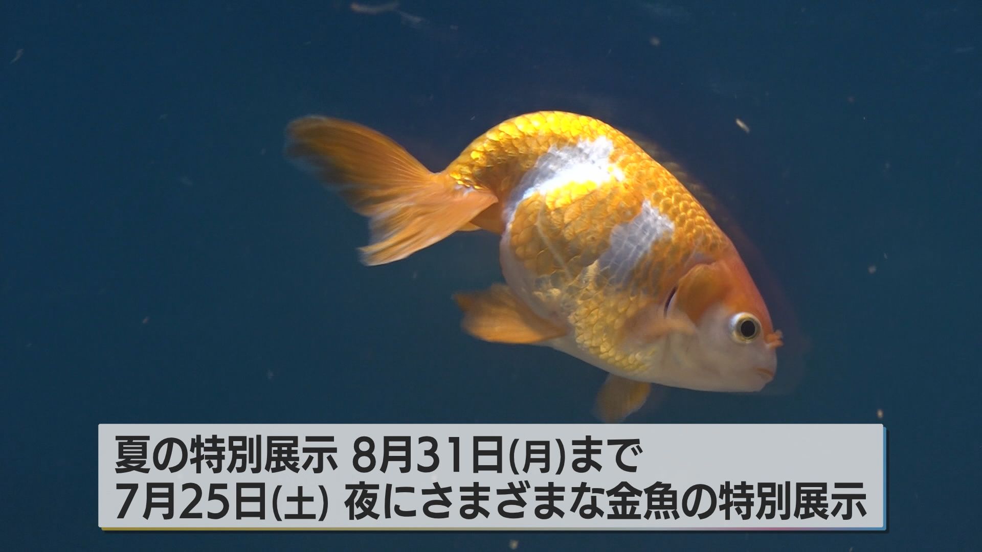 しまね海洋館アクアス 島根県の天然記念物の金魚「出雲ナンキン」を