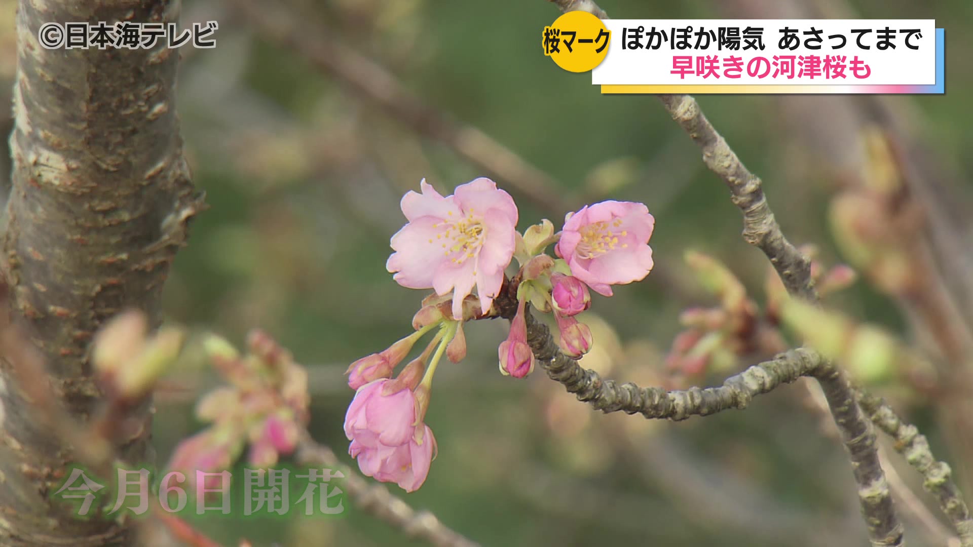 【２月下旬〜３月上旬発送】つる 2月13日山陰地方では3月中旬並みに気温上昇 早咲きの阿津桜が花を