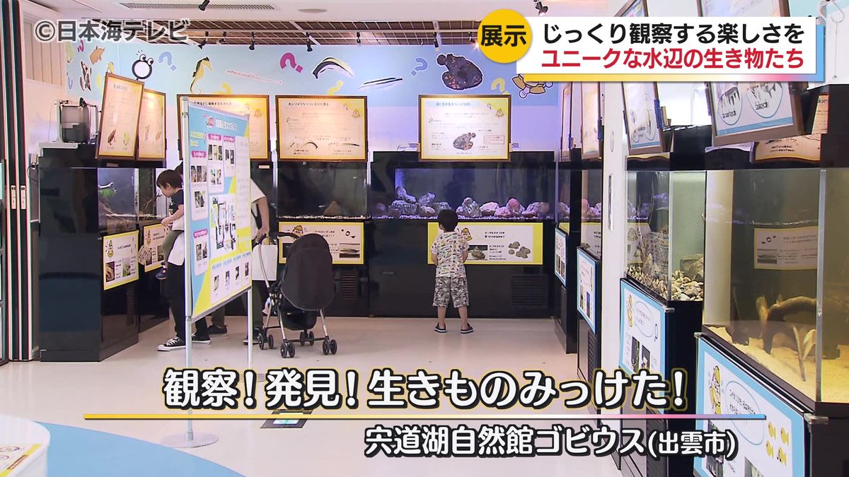 観察する楽しさをテーマにユニークな水辺の生き物たちを展示した特別展　島根県出雲市