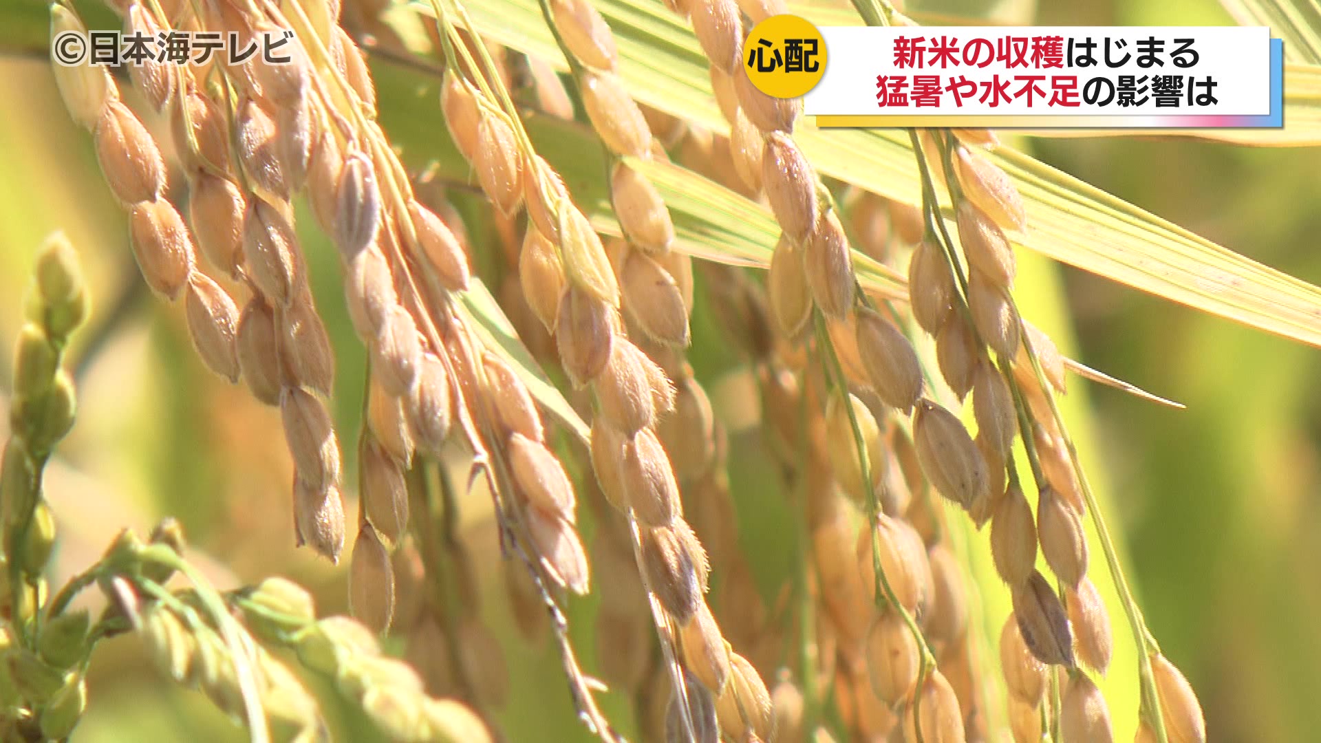 新米の収穫始まる 猛暑と異常なまでの水不足による影響は？ 今後も